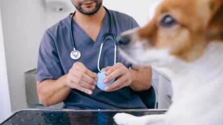 veterinarios - 4