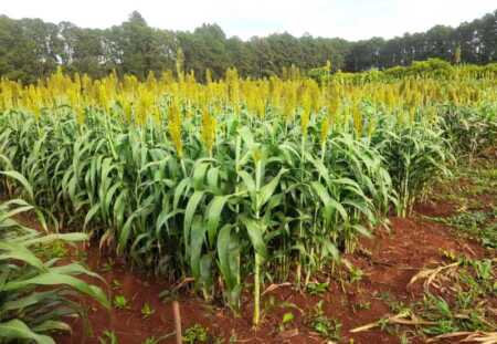 El INTA evalúa el sorgo como alternativa clave para fortalecer la ganadería en Misiones sorgo misiones inta