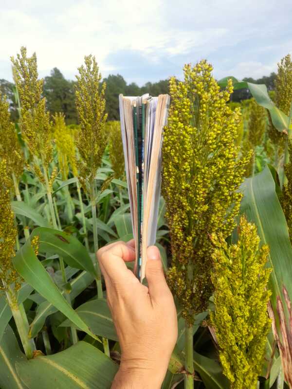 El INTA evalúa el sorgo como alternativa clave para fortalecer la ganadería en Misiones 7 55 Sorgo 2 - 6
