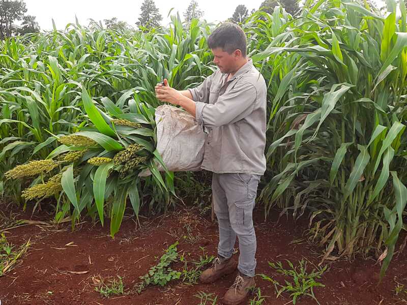 El INTA evalúa el sorgo como alternativa clave para fortalecer la ganadería en Misiones 5 55 Sorgo 3 - 4