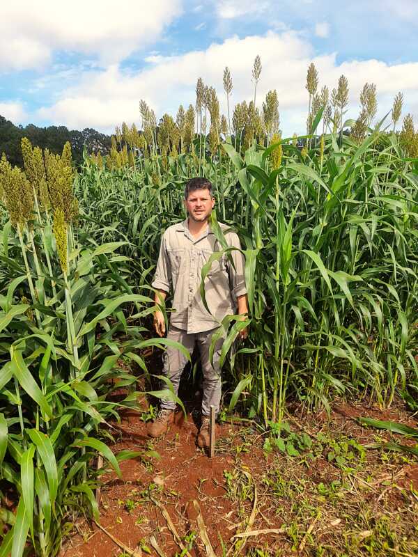 El INTA evalúa el sorgo como alternativa clave para fortalecer la ganadería en Misiones 3 55 Sorgo 6 - 2
