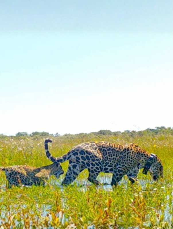 Rewilding Argentina obtiene financiamiento global para conservación ambiental 2 Fundación Rewilding Argentina accede a financiamiento global para expandir su impacto ambiental
