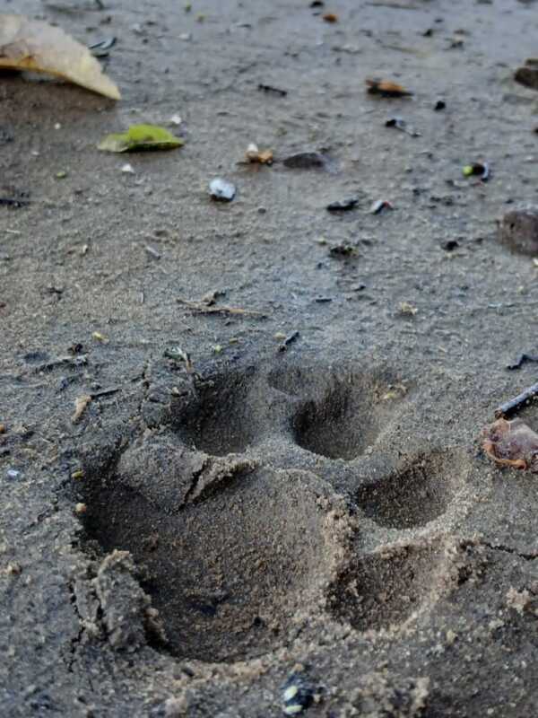 Avistaje de yaguareté con crías en el Parque Nacional Iguazú 3 Importante avistaje de yaguareté y sus crías en el Parque Nacional Iguazú