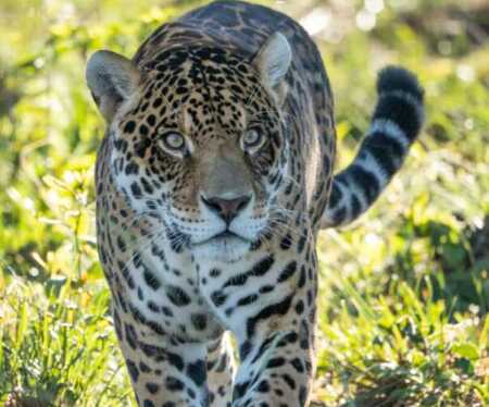 Rewilding Argentina obtiene financiamiento global para conservación ambiental 627683844 18427289773186407 4506578312878894237 n e1770579272703 - 1