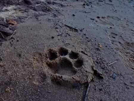 Avistaje de yaguareté con crías en el Parque Nacional Iguazú 628044200 18071506076396157 4683145905901999519 n e1770327892493 - 2