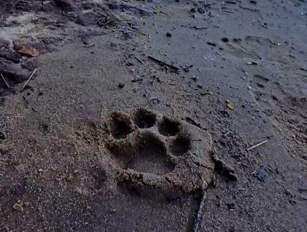 Avistaje de yaguareté con crías en el Parque Nacional Iguazú 628044200 18071506076396157 4683145905901999519 n e1770327892493 - 2