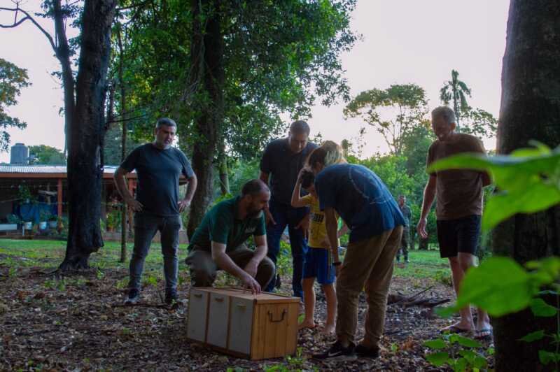 Liberaron a 11 lechuzas en la selva misionera en Iguazú 