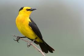 El avistaje de aves gana espacio como atractivo turístico en Misiones.