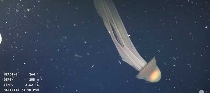 CONICET captó una medusa fantasma gigante en el Mar Argentino G8yYiCNW0AAkc4r - 1