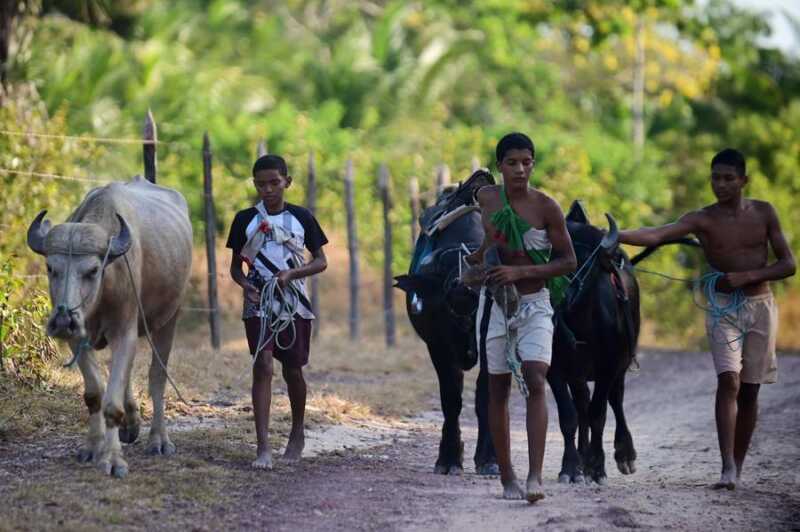 Brasil redujo el trabajo infantil en 2025: el mejor registro desde 2017 HA0Ijv6X0AABY1r - 1