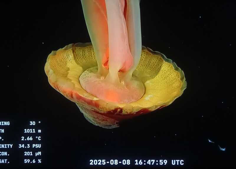 CONICET captó una medusa fantasma gigante en el Mar Argentino 2 CONICET registró una medusa fantasma gigante en el Mar Argentino