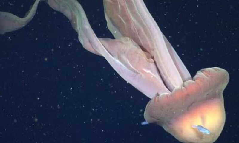 CONICET captó una medusa fantasma gigante en el Mar Argentino 4 - 3