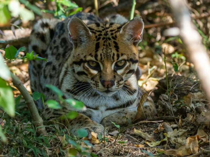 Del monte jujeño al Iberá: histórico traslado de un ocelote silvestre HA luyUbgAAlbcP - 1