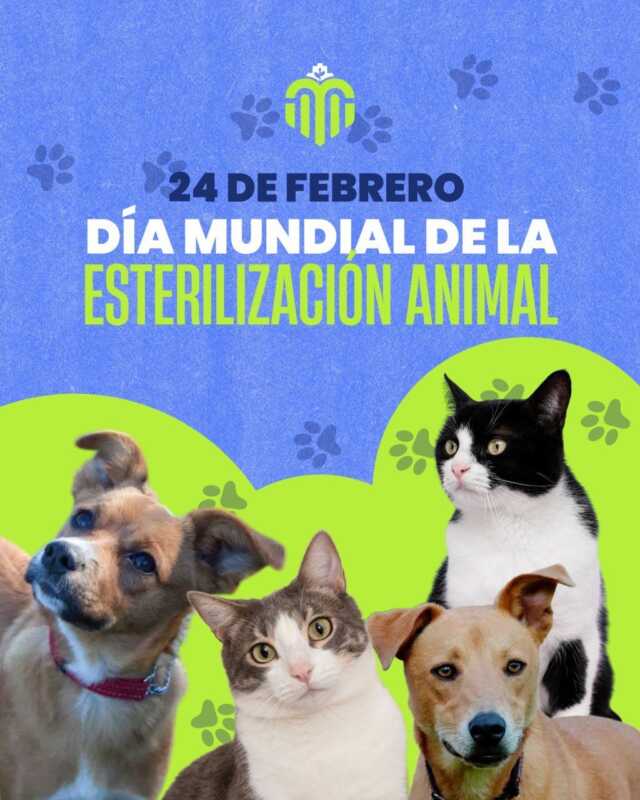 Día Mundial de la Esterilización Animal: Una fecha que invita a la reflexión acerca de la salud pública y el bienestar individual HB89TVtW8AAyVU5 - 1