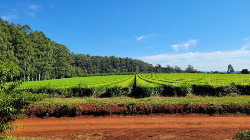 Más productores venden sus chacras en Misiones por baja rentabilidad y surgen consultas desde Europa 2 Misiones chacras