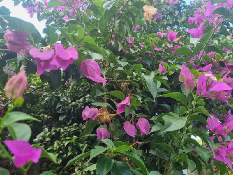 Cómo proteger tus plantas durante las olas de calor de verano