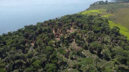 control forestal