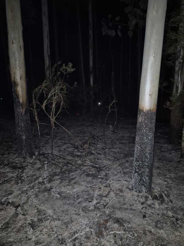 25 de Mayo: Bomberos intervinieron por un incendio de malezas y eucaliptal 3 WhatsApp Image 2026 02 11 at 08.10.37 - 2