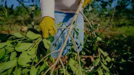 Productores al límite en Misiones: “no pueden hacer previsiones ni darles un futuro a sus hijos” Yerba 1 - 5