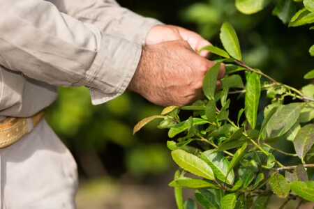 Yerbateros expondrán ante Nación los efectos de la desregulación del mercado Yerba