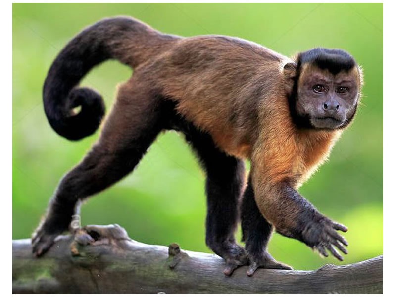 Liberan fauna silvestre rehabilitada en el Parque Provincial Moconá 1 fauna