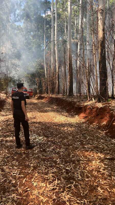 Rápida intervención evitó que un incendio forestal se propagara en Campo Grande incendio campo grande