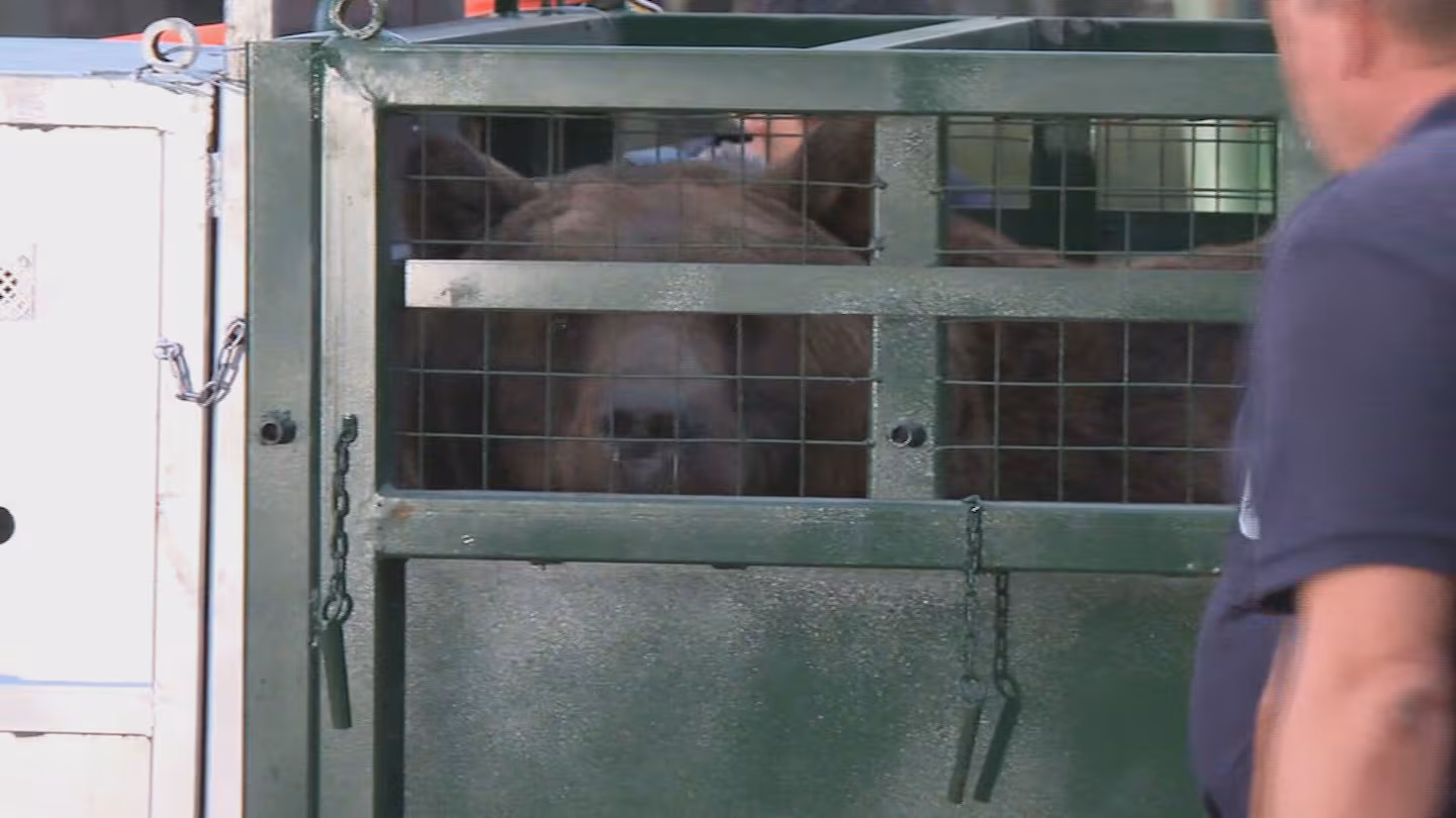 Zoológico de Luján inicia el traslado de más de 60 animales a santuarios internacionales