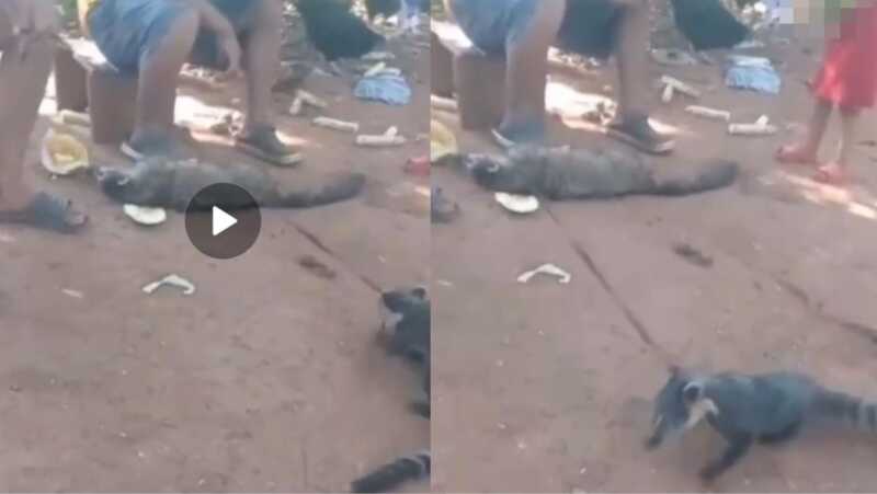Exigen intervención judicial tras encontrar un coatí muerto y a su cachorro atado en Misiones maltrato animal fundación ohana misiones