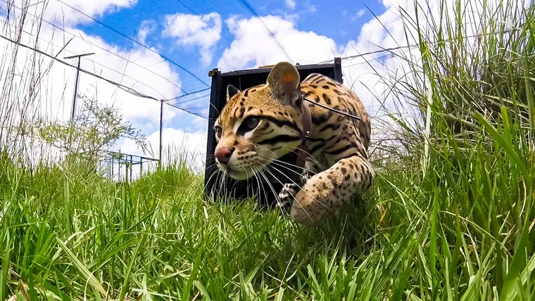 Del monte jujeño al Iberá: histórico traslado de un ocelote silvestre 2 Histórica liberación en Iberá fortalece la recuperación del ocelote en Argentina
