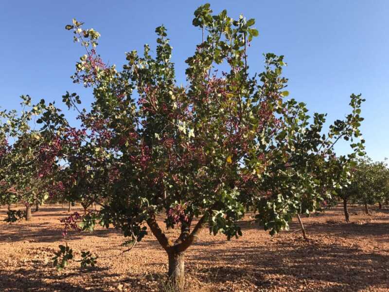 El mercado del pistacho abre oportunidades para que Argentina se posicione como nuevo productor global 4 El auge del “Chocolate Dubai” impulsó la demanda mundial de pistacho y generó un déficit global que abre oportunidades para que Argentina se consolide como nuevo polo productor en el hemisferio sur.