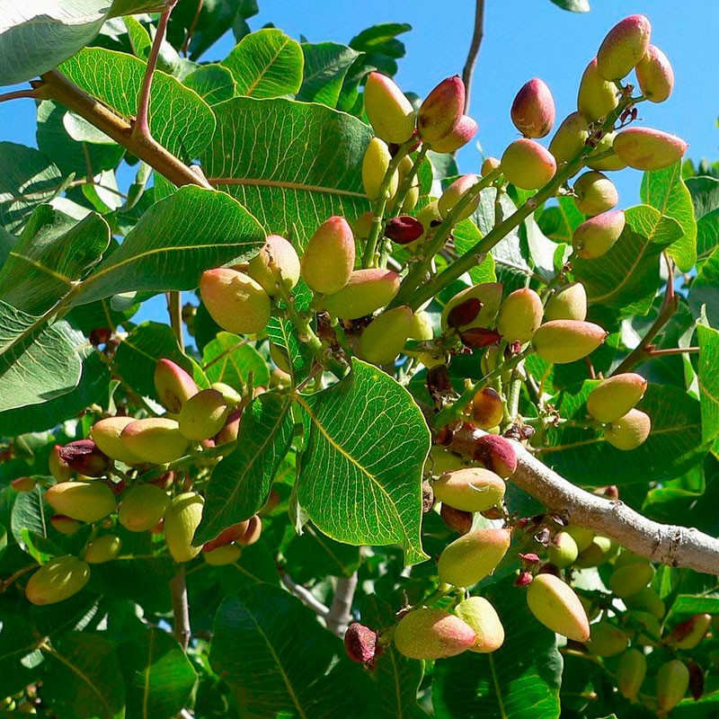 El mercado del pistacho abre oportunidades para que Argentina se posicione como nuevo productor global 3 El auge del “Chocolate Dubai” impulsó la demanda mundial de pistacho y generó un déficit global que abre oportunidades para que Argentina se consolide como nuevo polo productor en el hemisferio sur.