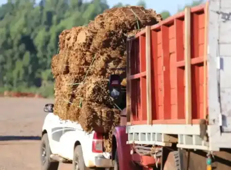 Conflicto tabacalero: productores desmintieron una reapertura de la negociación por el precio tabacaleros