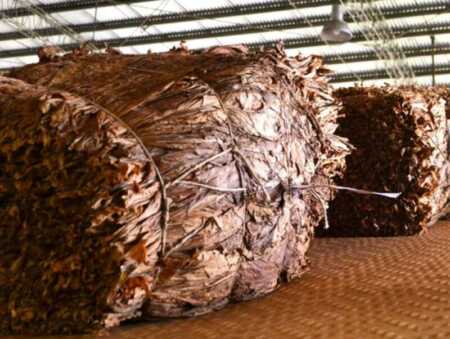 Tabacaleros: más de tres mil productores se beneficiarán del pago del FET por más de $5 mil millones La producción tabacalera misionera atraviesa una temporada histórica con cifras récord y fuerte impacto económico.