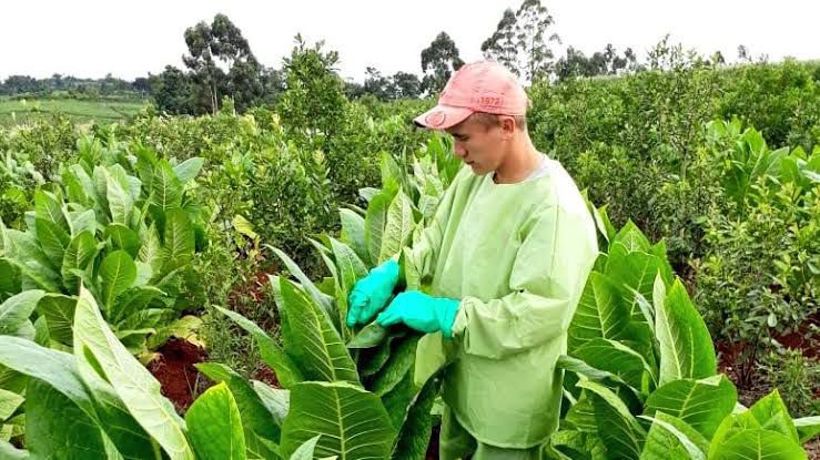 Zafra Tealera 2025-2026: el informe oficial que analiza el presente de una economía clave de Misiones