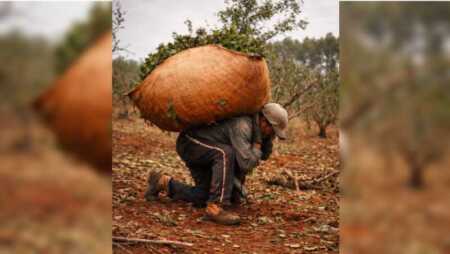 Día Nacional del Tarefero: una fecha para reconocer el esfuerzo detrás del mate Cada 17 de junio se reconoce la labor de los tareferos, protagonistas esenciales de la cosecha de yerba mate y de la economía misionera.