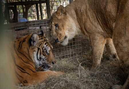 tigres y leones entre los animales del zoo de lujan rescatados foto gentileza four paws O2QKFXZTHRF3DKNHUNBEF7DXAE - 2