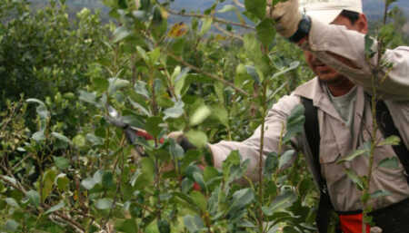 “Es una crisis muy grave y profunda”: Hein advierte por el futuro de la yerba mate en Misiones Hein reclamó medidas que permitan sostener a los productores en las chacras y preservar el tejido social de Misiones.