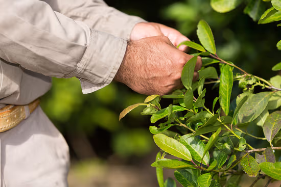 Exportación de yerba mate: cooperativa misionera abre mercado en China 3 Diversificación y crecimiento: la industria yerbatera busca consolidarse en el comercio exterior.