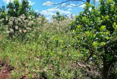 Productores yerbateros de Misiones advirtieron sobre la venta creciente de chacras, la migración de jóvenes y las dificultades económicas que atraviesa el sector.