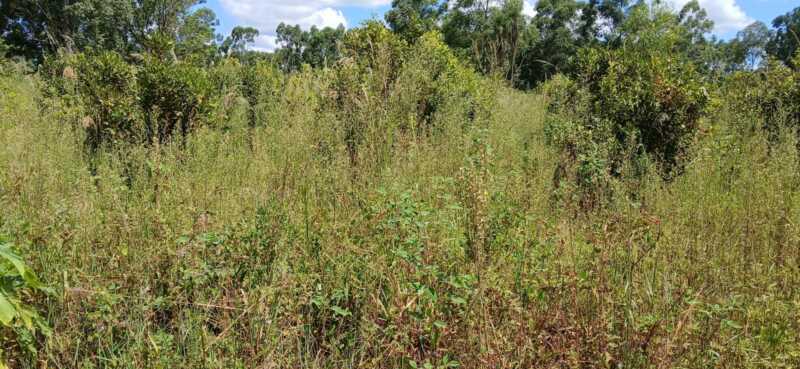Yerbales abandonados y cheques sin fondos marcan la parálisis productiva en Misiones 4 yerbales abandonados 6 - 3