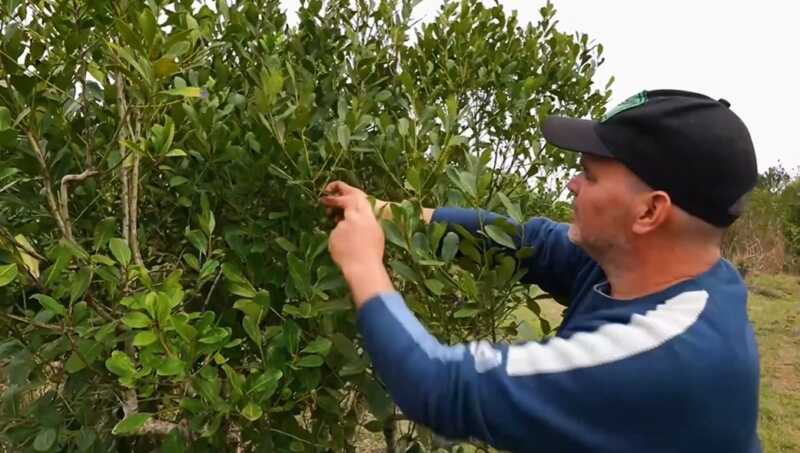 Más productores venden sus chacras en Misiones por baja rentabilidad y surgen consultas desde Europa 1 yerbales chacras en venta Misiones