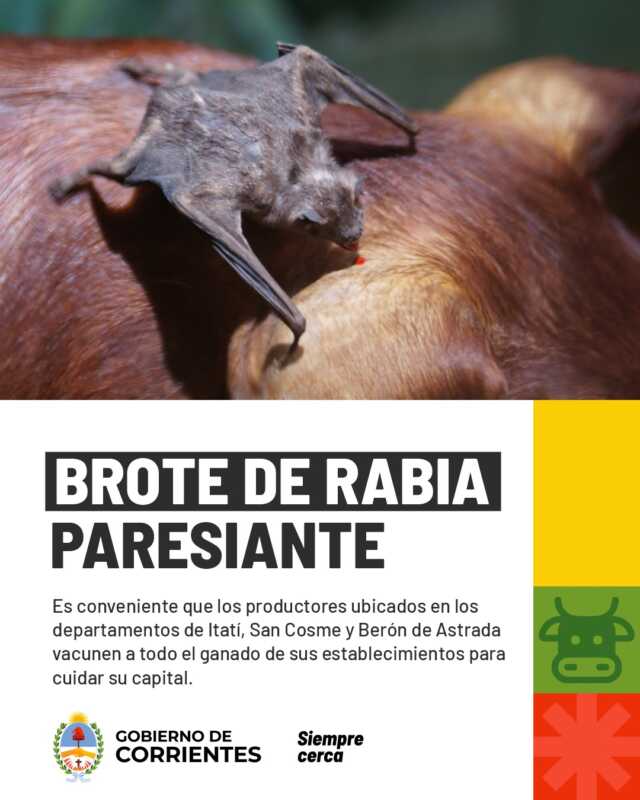 Corrientes: recomiendan vacunar el ganado tras detectarse rabia paresiante en el norte provincial 2 Corrientes