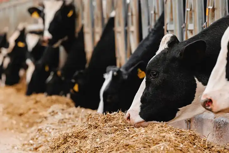 Amplían créditos para productores ganaderos en Argentina ganaderos