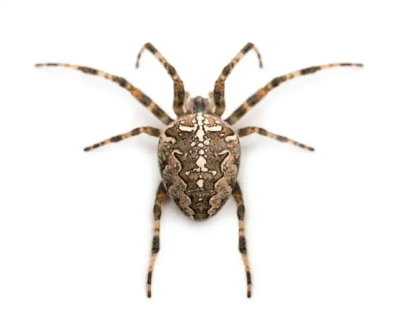 arana de jardin araneus - 1