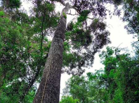 Más de 270 mil árboles nativos ya fueron plantados en Misiones como parte de un proyecto de restauración de la selva impulsado por Vida Silvestre junto a familias rurales.