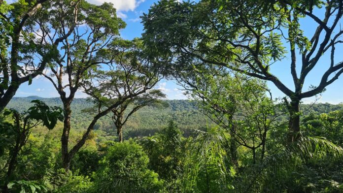 Un proyecto de restauración impulsado por la Fundación Vida Silvestre Argentina ya permitió plantar más de 270 mil árboles nativos y recuperar 820 hectáreas de la Selva Misionera junto a productores rurales.