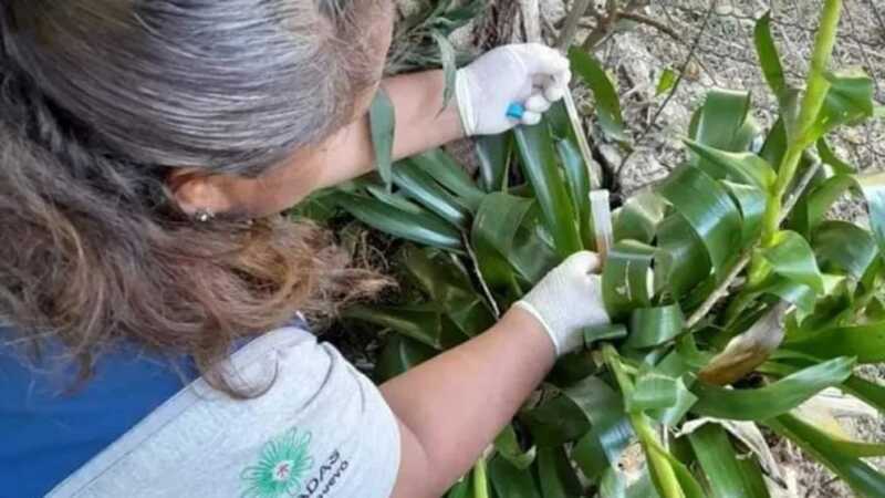 Posadas refuerza la lucha contra el mosquito del dengue