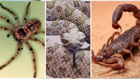 Aumentan los llamados por serpientes, arañas y alacranes en viviendas de Misiones llamados