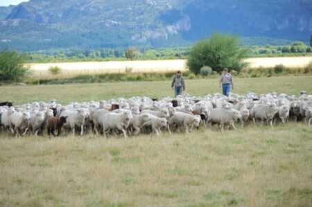 ovinos en algun lugar con pasto - 4