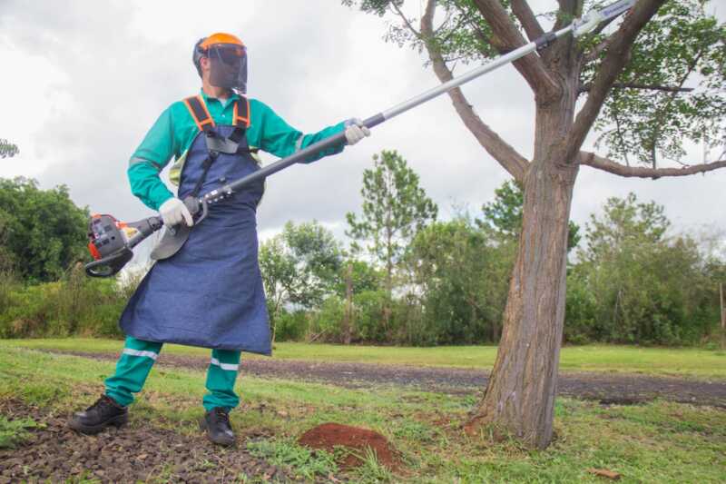 Operativo Integral de Poda: cómo gestionar el expediente en Posadas y evitar multas 3 La Municipalidad de Posadas abrirá la próxima semana los expedientes para solicitar la poda del arbolado frentista en los barrios de la ciudad.